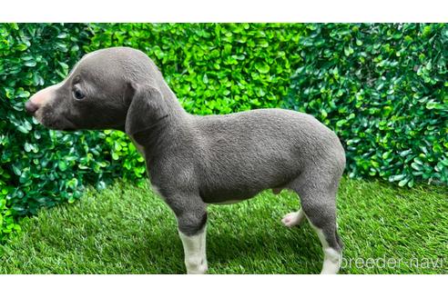 成約済の埼玉県のイタリアングレーハウンド(イタグレ)-181258の9枚目