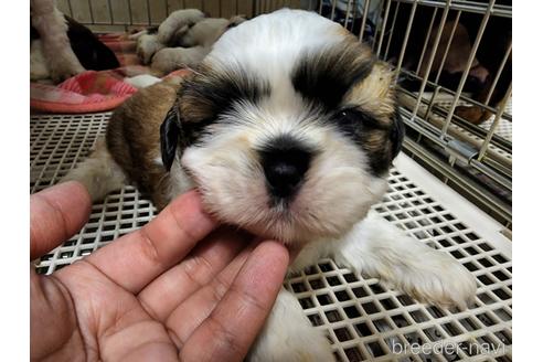 成約済の愛知県のシーズー-183290の1枚目