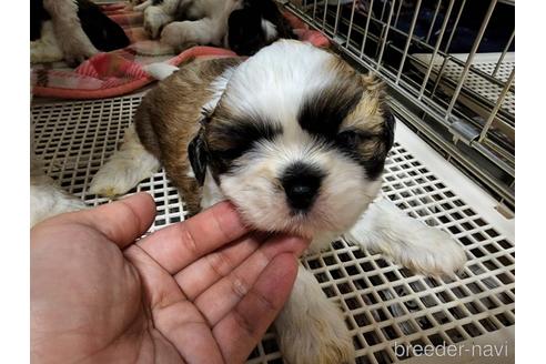 成約済の愛知県のシーズー-183290の8枚目