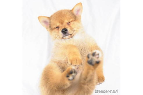 成約済の東京都のミックス犬-184147の5枚目