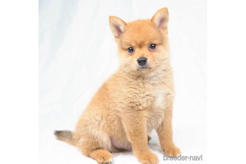 成約済の東京都のミックス犬-184147の4枚目