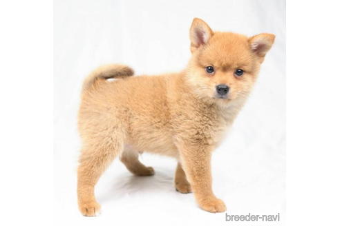 成約済の東京都のミックス犬-184147の3枚目