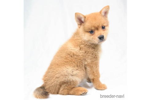 成約済の東京都のミックス犬-184147の2枚目