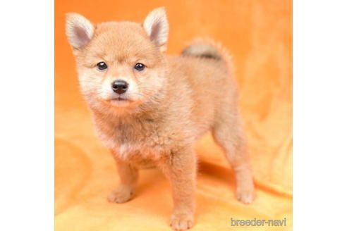 成約済の東京都のミックス犬-184149の1枚目
