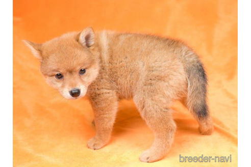 成約済の東京都のミックス犬-184149の4枚目