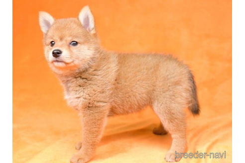 成約済の東京都のミックス犬-184149の2枚目