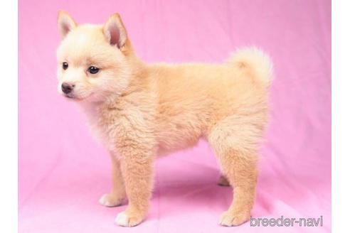 成約済の東京都のミックス犬-184153の5枚目