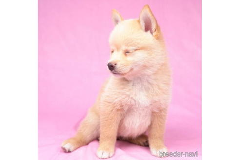 成約済の東京都のミックス犬-184153の3枚目