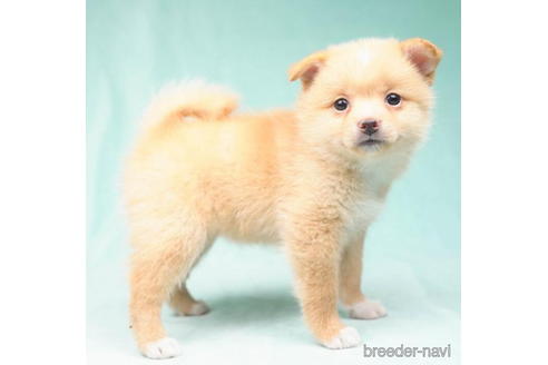 成約済の東京都のミックス犬-184155の4枚目