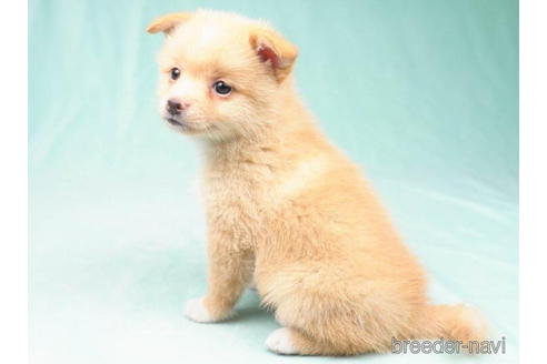 成約済の東京都のミックス犬-184155の3枚目
