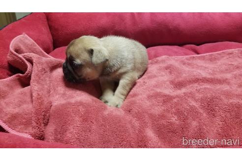 成約済の愛知県のフレンチブルドッグ-184159の4枚目