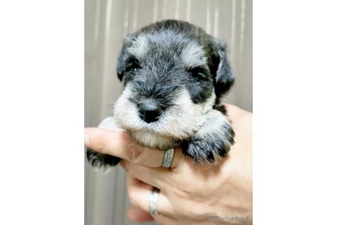 成約済の埼玉県のミニチュアシュナウザー-180748の1枚目