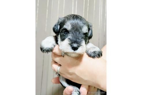 成約済の埼玉県のミニチュアシュナウザー-180748の4枚目