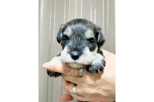 成約済の埼玉県のミニチュアシュナウザー-180748の5枚目