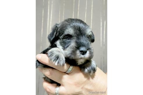 成約済の埼玉県のミニチュアシュナウザー-180748の3枚目