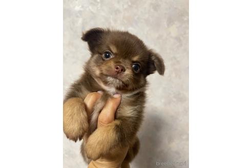 成約済の兵庫県のチワワ(ロングコート)-184183の2枚目