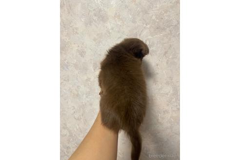 成約済の兵庫県のチワワ(ロングコート)-184183の3枚目