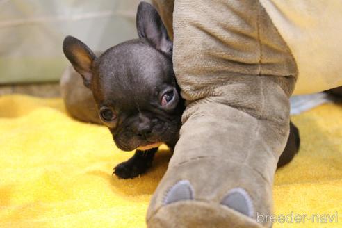 成約済の愛知県のフレンチブルドッグ-178942の8枚目