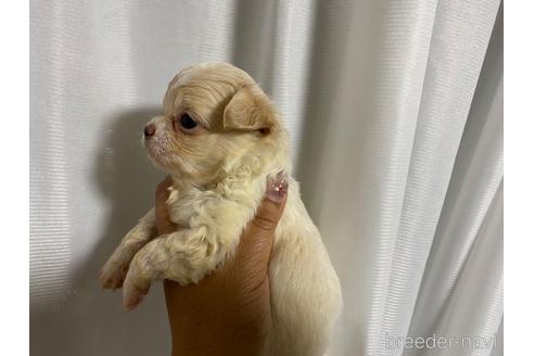 成約済の三重県のチワワ(ロングコート)-180283の10枚目