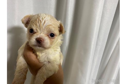 成約済の三重県のチワワ(ロングコート)-180283の7枚目