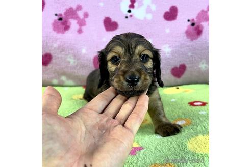 成約済の兵庫県のカニンヘンダックスフンド(ロングヘアード)-184214の1枚目