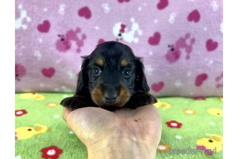 成約済の兵庫県のカニンヘンダックスフンド(ロングヘアード)-184215の4枚目