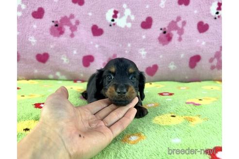 成約済の兵庫県のカニンヘンダックスフンド(ロングヘアード)-184215の2枚目