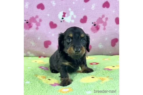 成約済の兵庫県のカニンヘンダックスフンド(ロングヘアード)-184215の1枚目