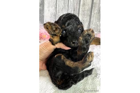 成約済の埼玉県のトイプードル-182366の27枚目