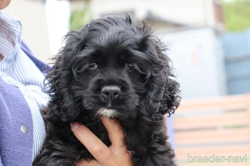 成約済の埼玉県のアメリカンコッカースパニエル-184254