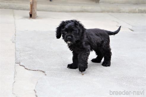 成約済の埼玉県のアメリカンコッカースパニエル-184254の3枚目