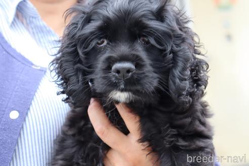 成約済の埼玉県のアメリカンコッカースパニエル-184254の2枚目