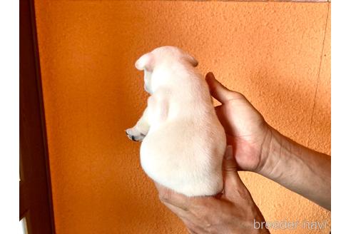 成約済の山口県のフレンチブルドッグ-182240の3枚目
