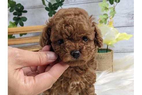 成約済の静岡県のトイプードル-184305の5枚目