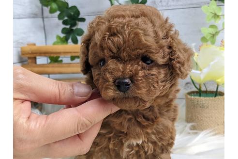 成約済の静岡県のトイプードル-184305の4枚目