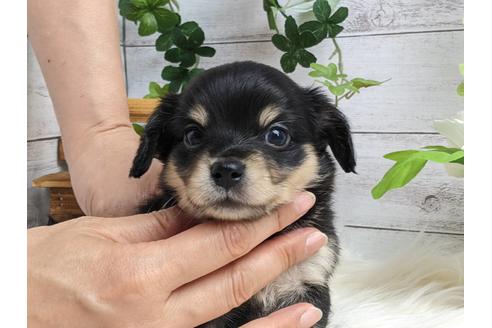 成約済の静岡県のチワックス:チワワ×ミニチュアダックスフンド-184312の1枚目
