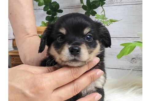 成約済の静岡県のチワックス:チワワ×ミニチュアダックスフンド-184312の3枚目