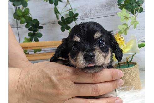 成約済の静岡県のチワックス:チワワ×ミニチュアダックスフンド-184314の1枚目
