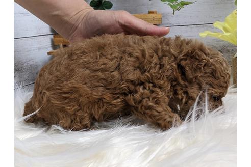 成約済の静岡県のトイプードル-184316の2枚目
