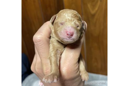 成約済の福岡県のトイプードル-184323の6枚目