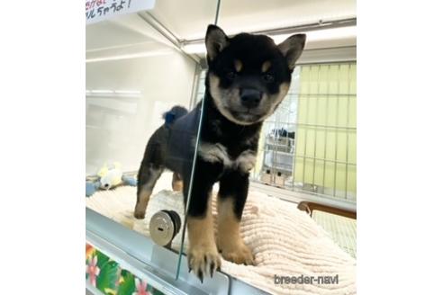 成約済の北海道の柴犬-182079の2枚目