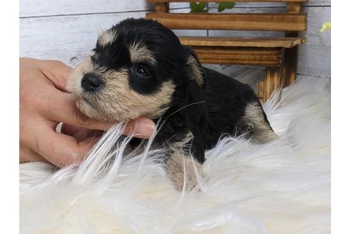 成約済の静岡県のミニチュアシュナウザー-184340の3枚目