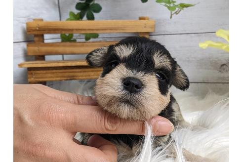 成約済の静岡県のミニチュアシュナウザー-184340の2枚目