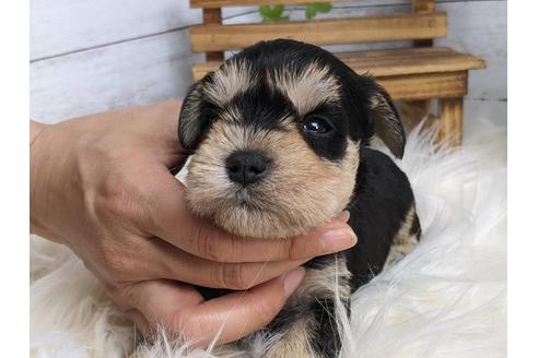 成約済の静岡県のミニチュアシュナウザー-184342の1枚目