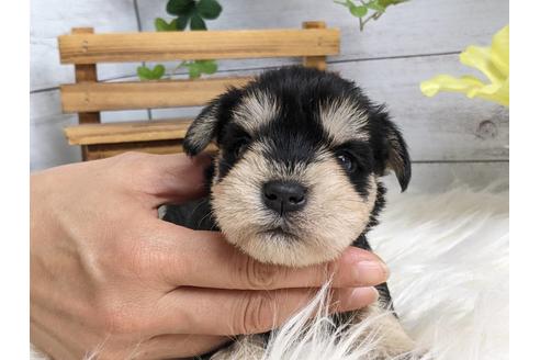 成約済の静岡県のミニチュアシュナウザー-184344の3枚目