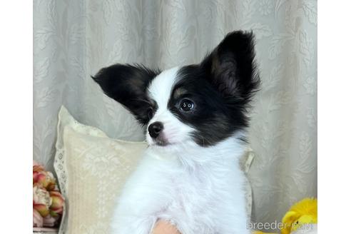 成約済の埼玉県のパピヨン-184423の4枚目