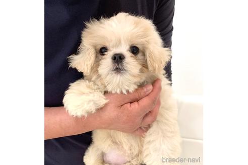成約済の滋賀県のミックス犬-184460の1枚目