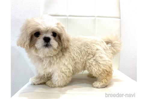成約済の滋賀県のミックス犬-184460の3枚目