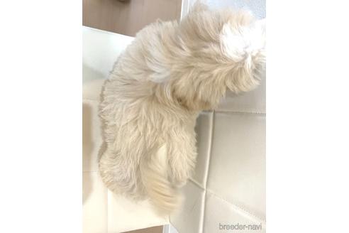 成約済の滋賀県のミックス犬-184460の2枚目