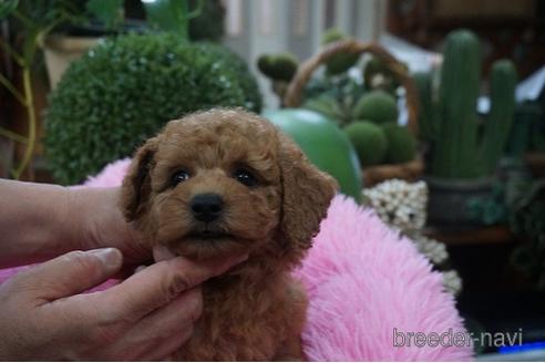 成約済の京都府のタイニープードル-184461